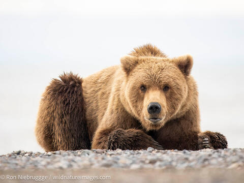 Brown Bear