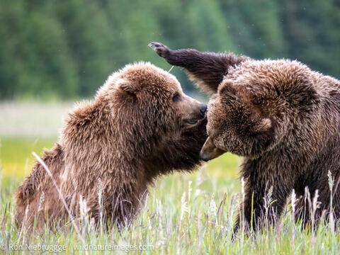 Brown Bear