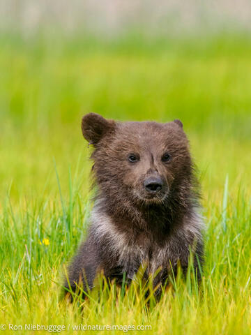 Brown Bear Cub