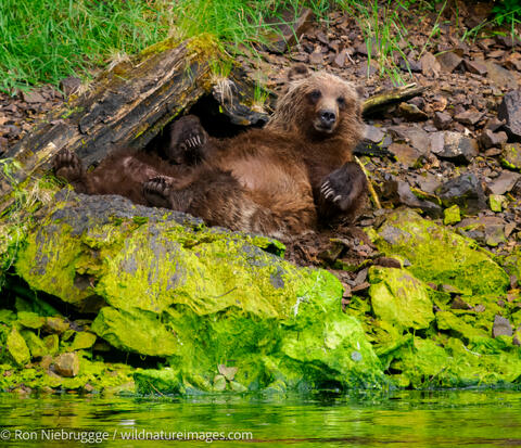 Brown Bear Cub