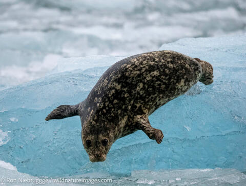 Harbor seal