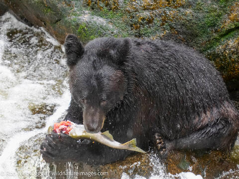 Black bears
