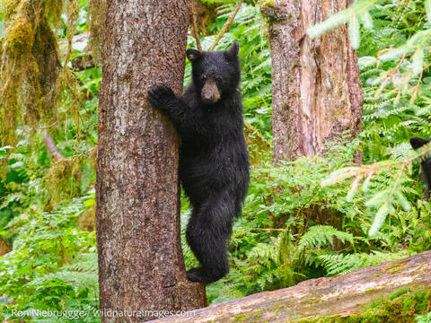 Black bears