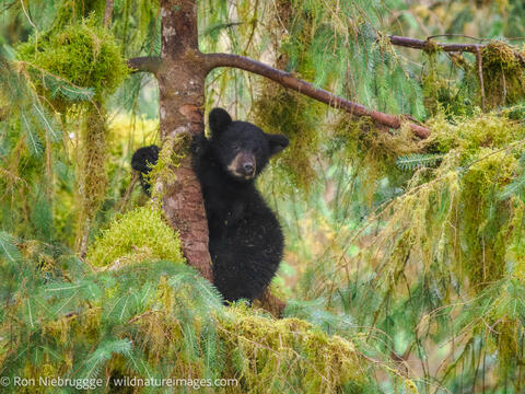 Black bears