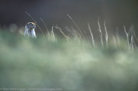 AK, Ak., Alaska, Alaskan, Americas, Arctic Ground Squirrel, Arctic Ground Squirrels, Ground Squirrel, Ground Squirrels, North...