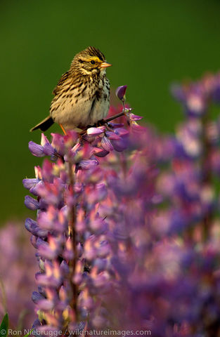 Savannah Sparrow on Lupine