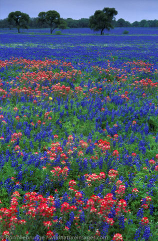 Americas, Bluebonnet, Bluebonnets, Indian Paintbrush, North America, North American, Ron Niebrugge, United States of America...