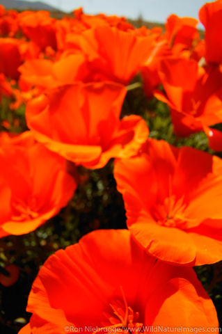 California Poppy | California | Ron Niebrugge Photography