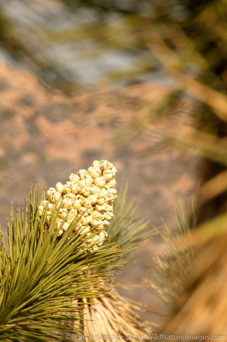 Joshua Tree
