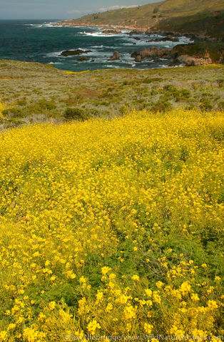 Big Sur Coast