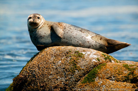 Harbor Seal