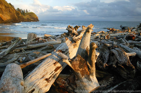 Driftwood Cape Disappointment