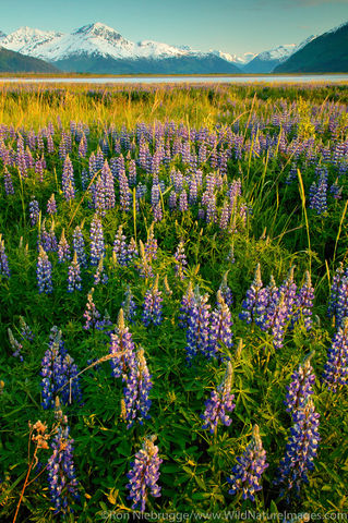 Field of Lupine