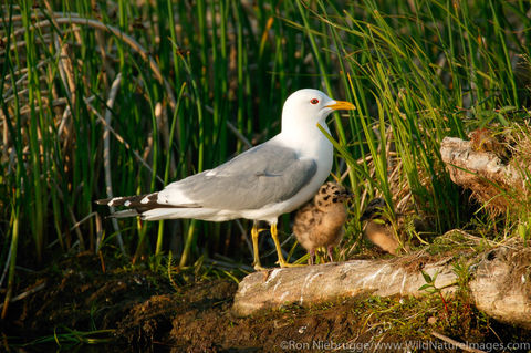 Mew Gull