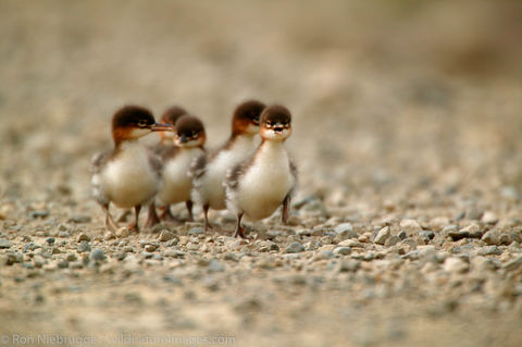 Ducks
