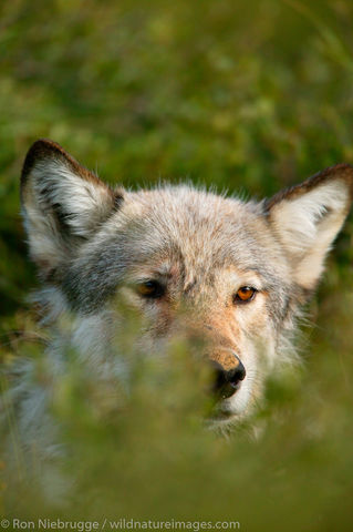 Wild Wolf