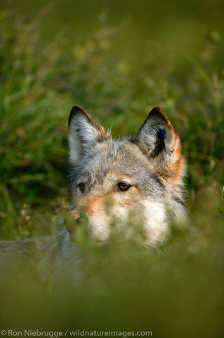 Wild Wolf