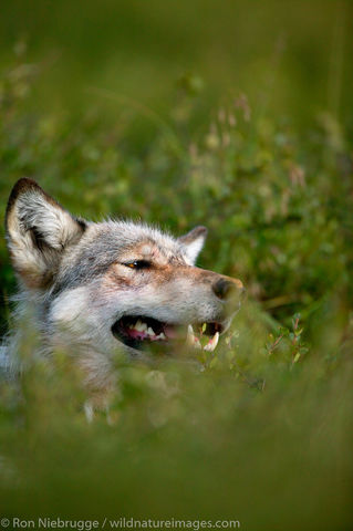 Wild Wolf
