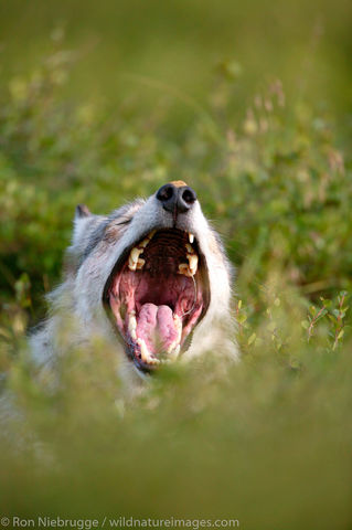 Wild Wolf