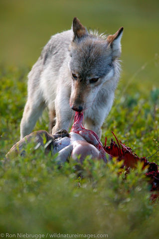 Wild Wolf