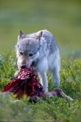 Wild Wolf