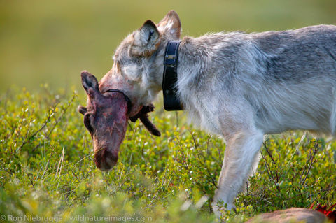 Wild Wolf