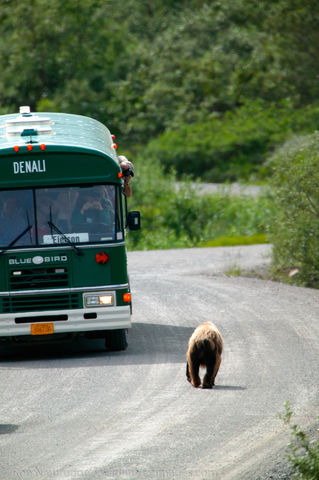Grizzly Bear