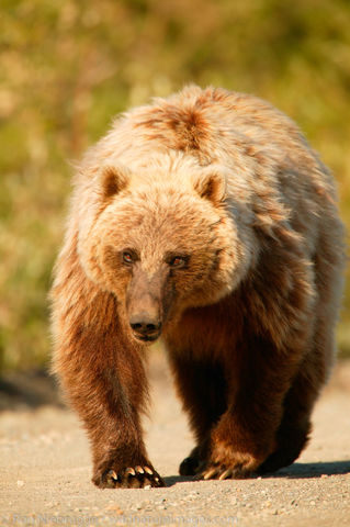 Grizzly Bear