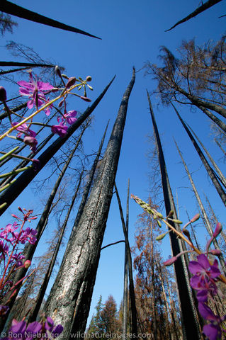 Fireweed