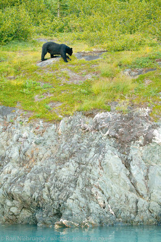 Black Bear