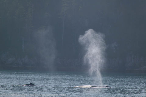 Humpback