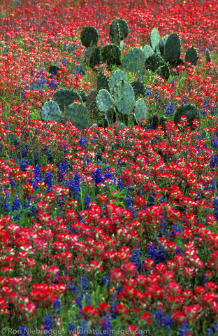 Indian Paintbrush