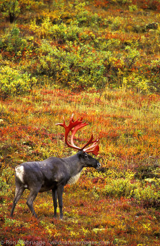 AK, Alaska, Alaskan, Americas, Autumn, Barren Ground Caribou, Denali, Denali National Park, Fall, NP, National Park, North America...