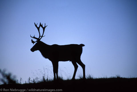 AK, Alaska, Alaskan, Americas, Denali, Denali National Park, NP, National Park, North America, North American, Park, Rangifer...