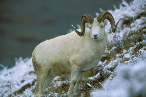AK, Ak., Alaska, Americas, Bovidae, Dall, Dall's Sheep, Denali, Denali National Park, NP, National Park, North America, North...