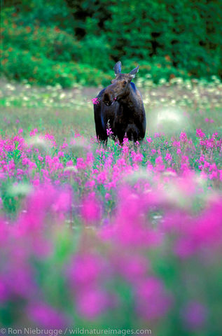 Moose eating Fireweed.