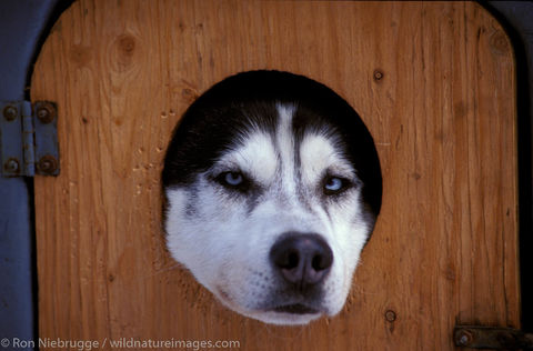 AK, Alaska, America, American, Americas, Anchorage, Iditarod, Niebrugge, North, North American, Ron Niebrugge, U.S., United States...