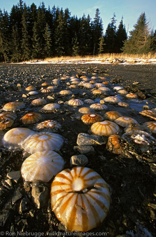 AK, Alaska, Alaskan, Americas, Jelly fish, Kenai Peninsula, North America, North American, Ocean, Pacific Ocean, Ron Niebrugge...