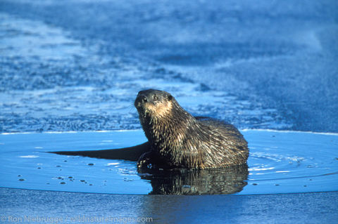 AK, Alaska, Alaskan, Americas, Kenai Peninsula, Land Otter, North America, North American, Northern River Otter, Ron Niebrugge...