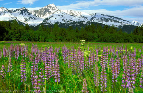 AK, Alaska, America, American, Chugach, Chugach National Forest, Kenai Peninsula, Mt. Alice, National, Niebrugge, North, North...