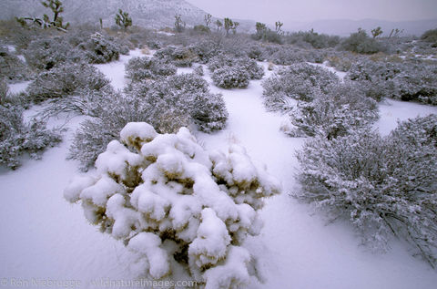 CA, Calif, Calif., California, Joshua tree, Joshua trees, Mojave desert, North America, North American, Pioneertown, Ron Niebrugge...