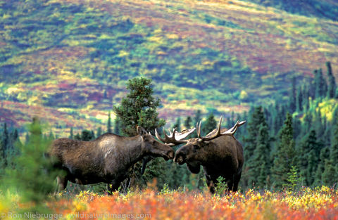 AK, Ak., Alaska, Alces, Alces alces, Alces alces gigas, America, American, Americas, Autumn, Cervidae, Denali, Denali National...
