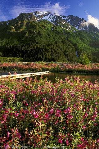 AK, Alaska, Alaskan, American, Americas, Chugach, Chugach National Forest, Epilobium angustifolium ssp. angustifolium, Fireweed...