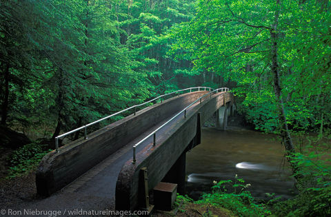 AK, Alaska, Americas, Indian River, North America, North American, Ron Niebrugge, Sitka, Sitka National Historical Park, U.S....