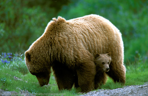 Grizzly Bear Sow Cub