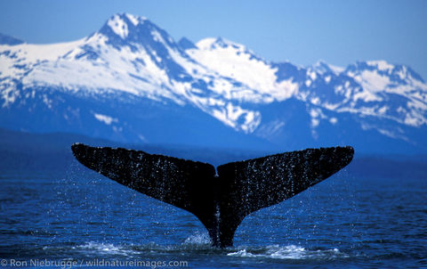humpback whale