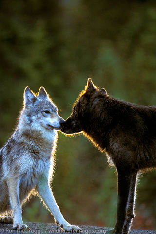 gray wolfs greet at sunrise