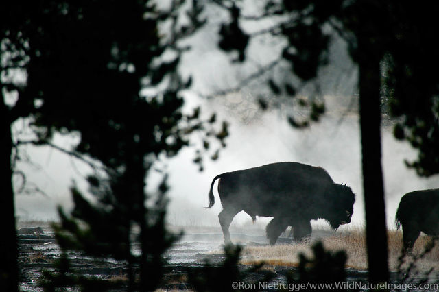Bison