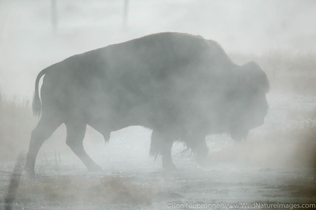 Bison