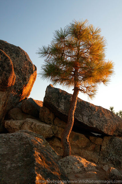 Ponderosa Pine